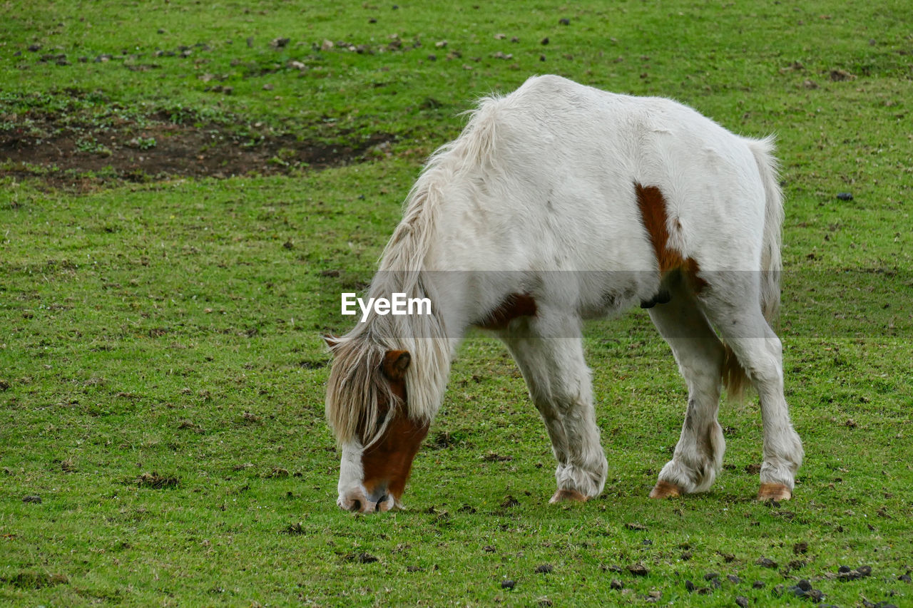 HORSE GRAZING IN THE FIELD