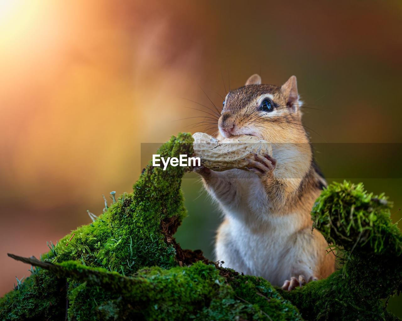 Squirrel on a tree