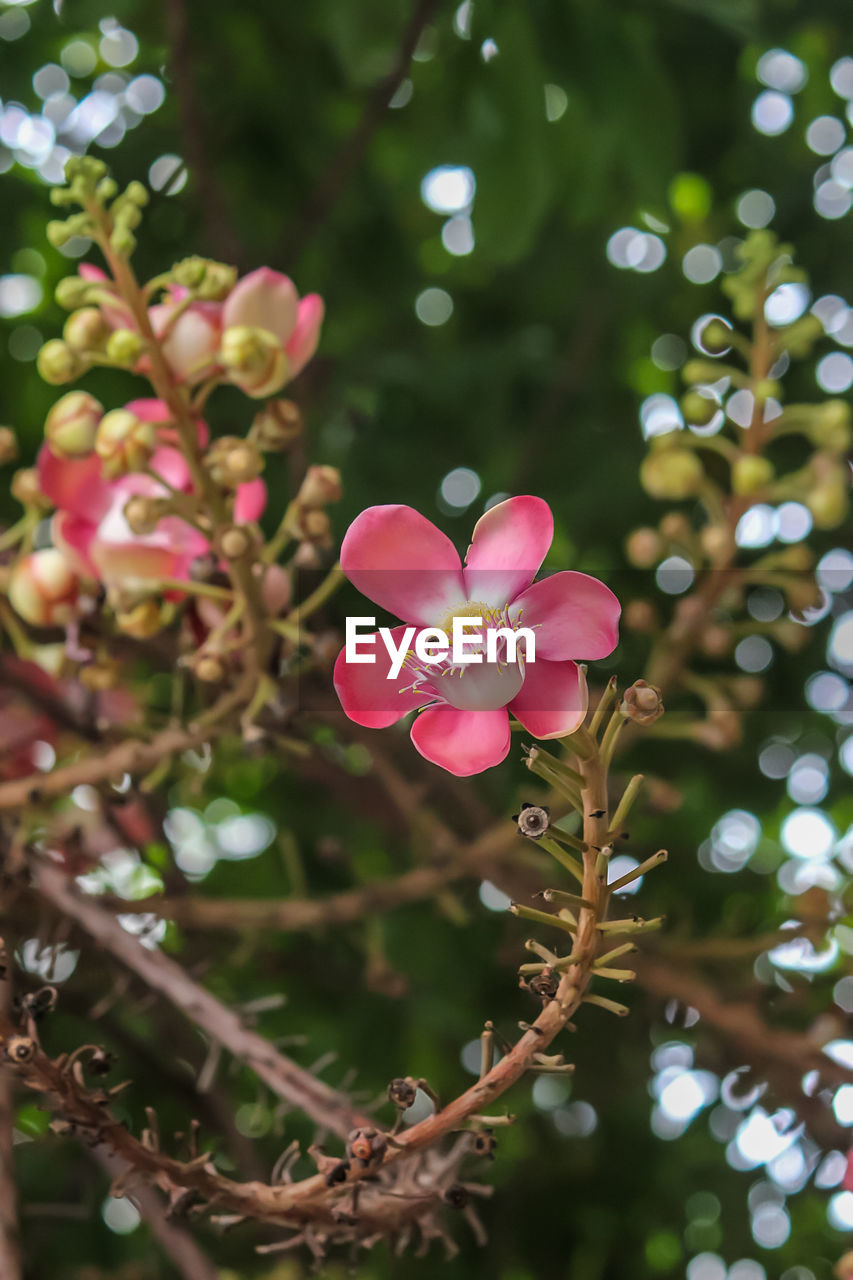 CLOSE-UP OF PINK FLOWER BLOOMING OUTDOORS