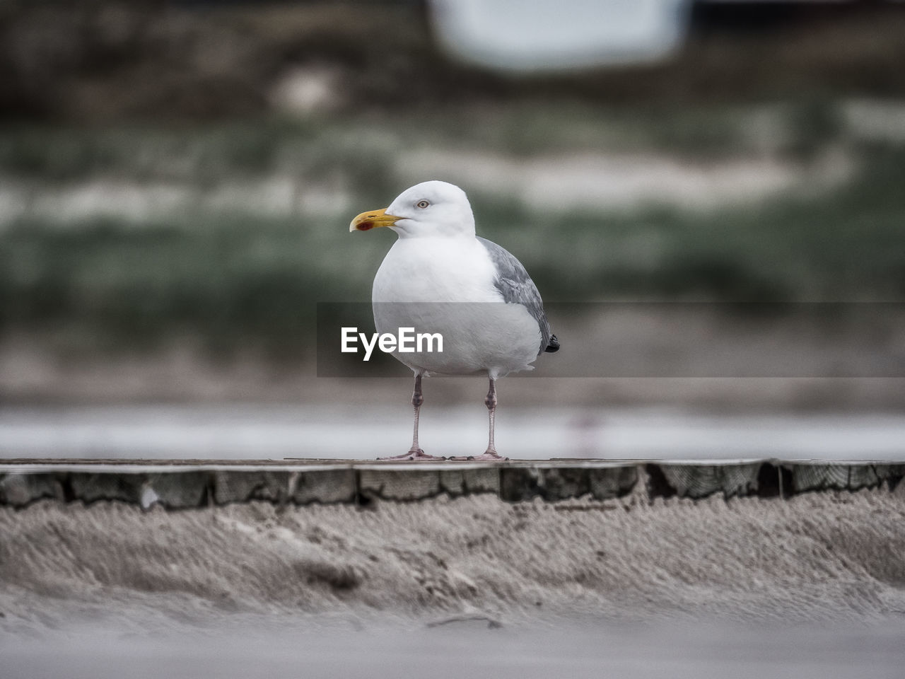 Close-up of seagull perching on retaining wall