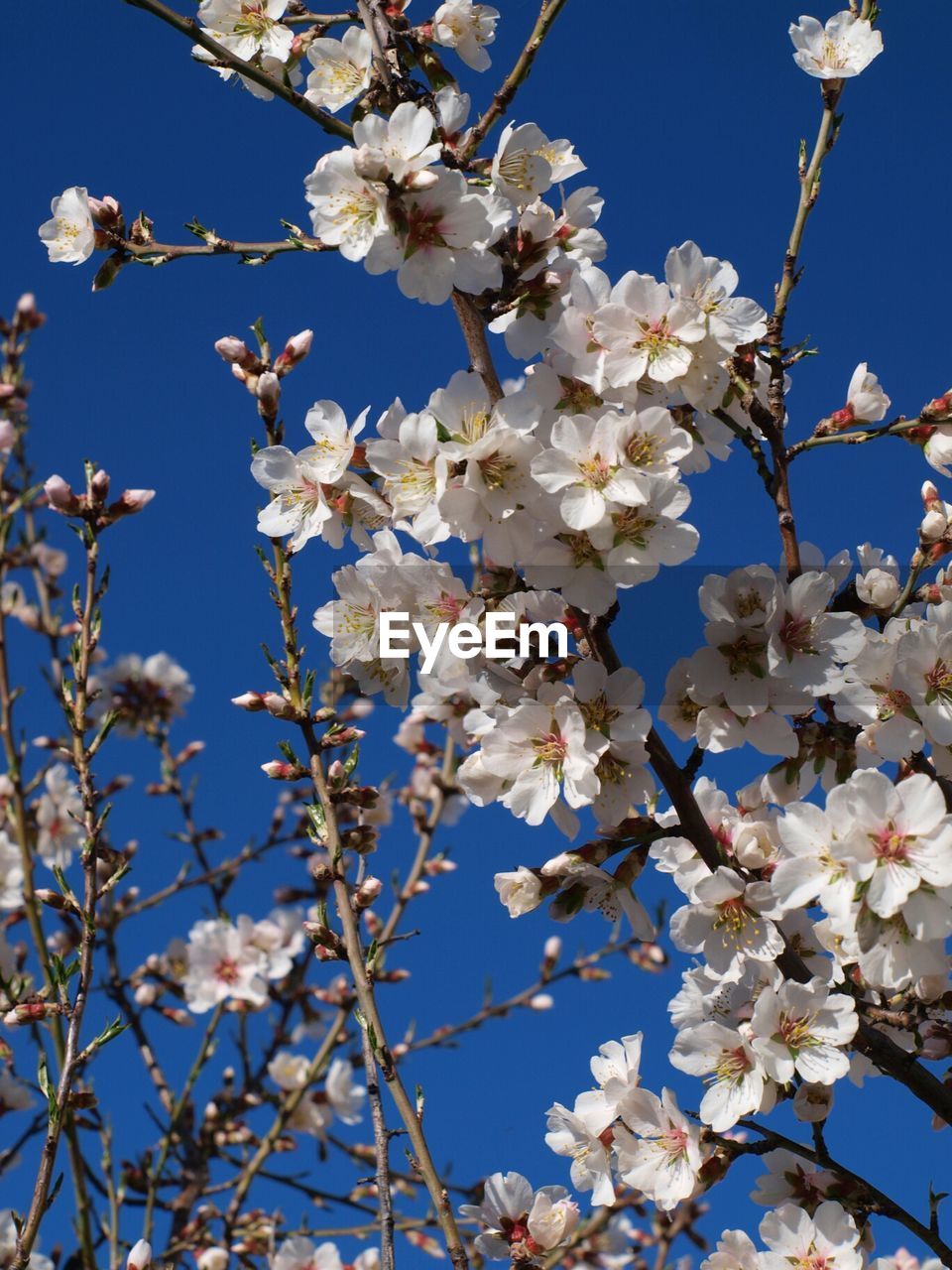 Close-up of cherry blossom against clear blue sky