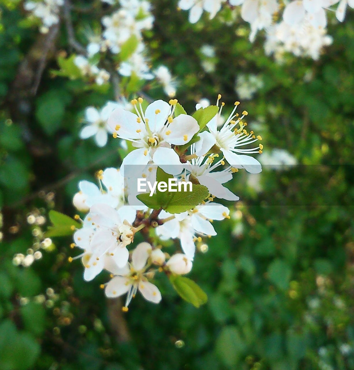 CLOSE-UP OF FRESH WHITE FLOWERS ON TREE