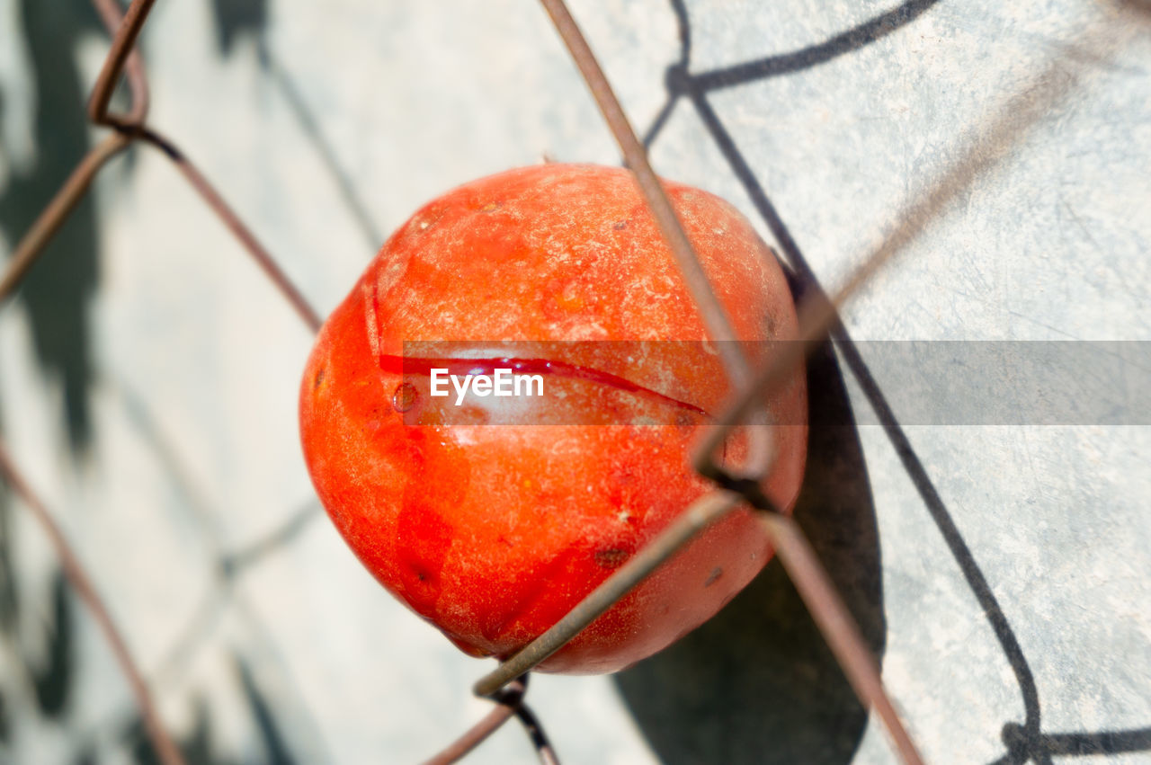 HIGH ANGLE VIEW OF APPLE ON LEAF