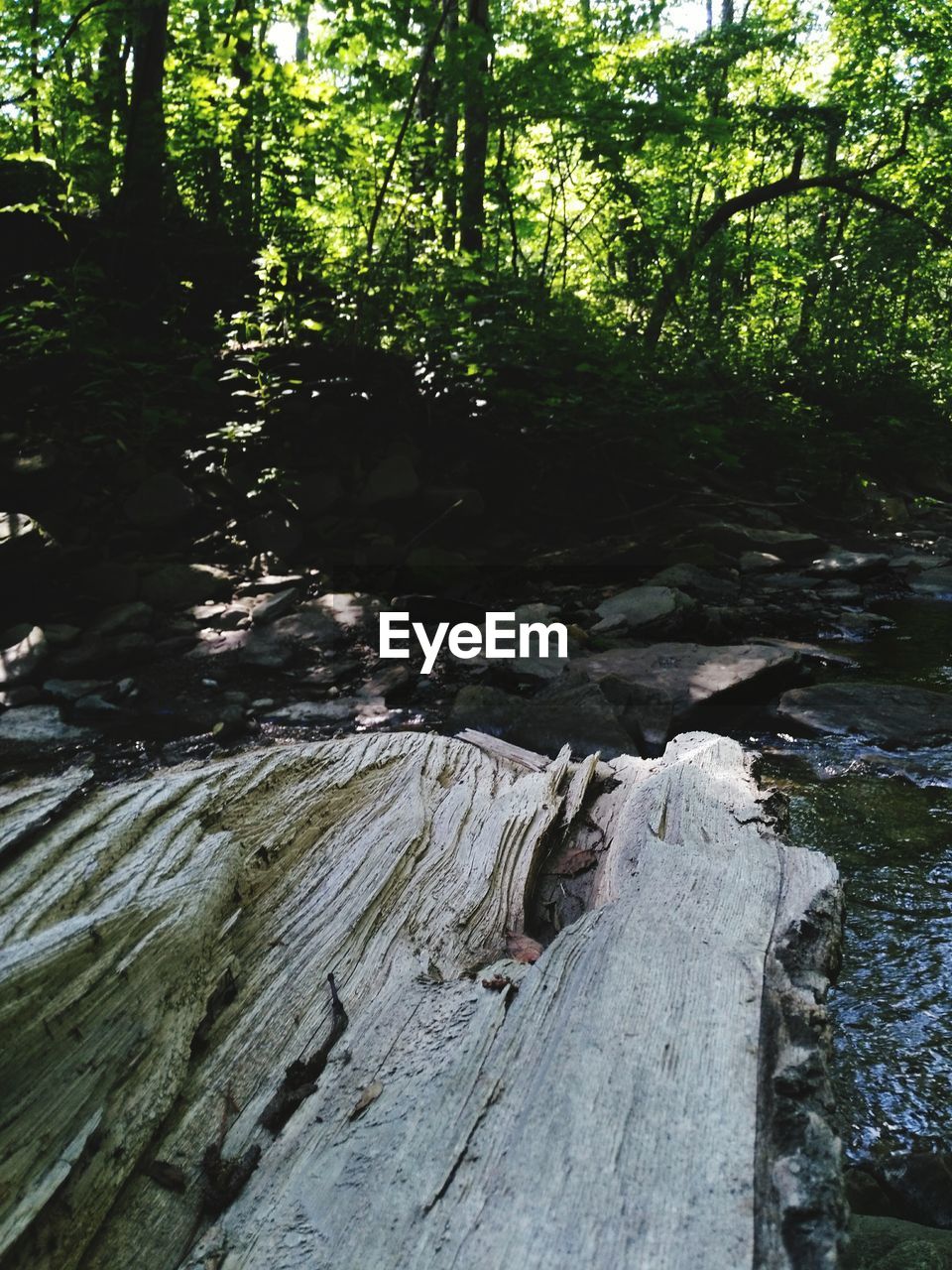 CLOSE-UP OF LOGS IN FOREST