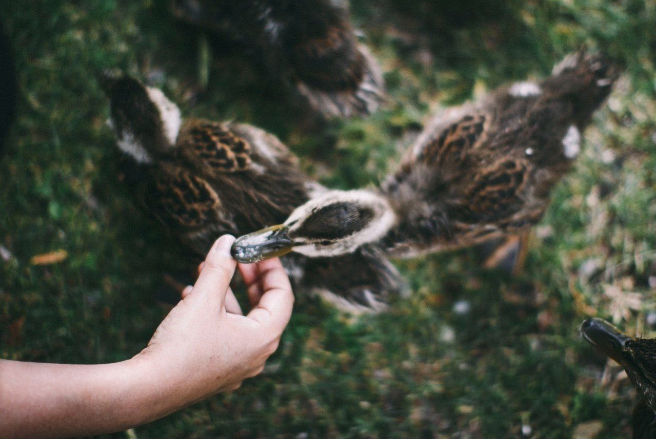 Cropped hand feeding ducklings