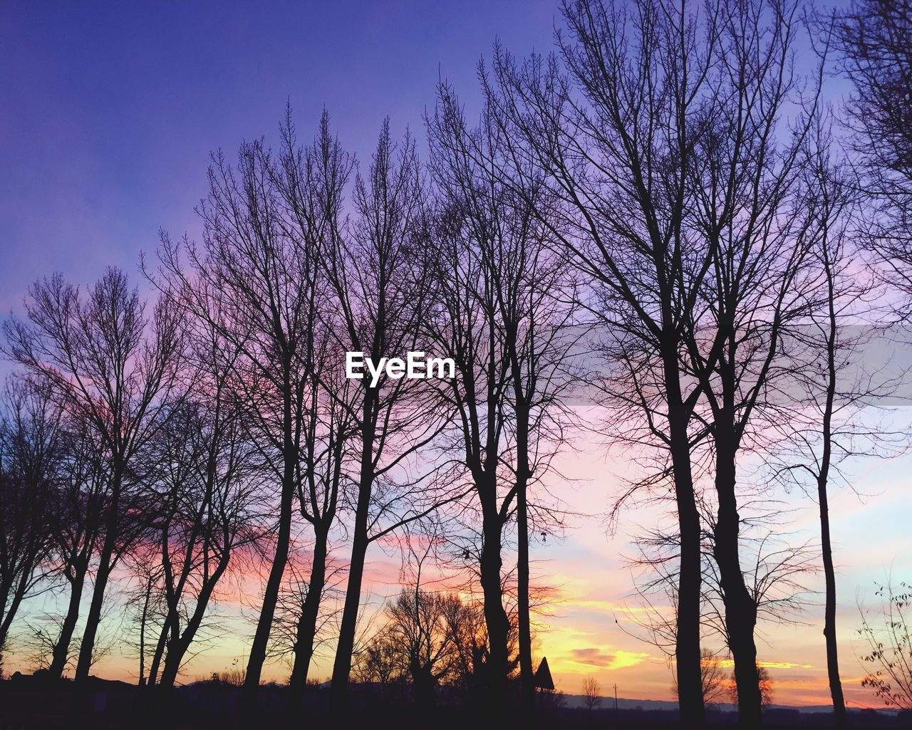 SILHOUETTE BARE TREES ON FIELD DURING SUNSET