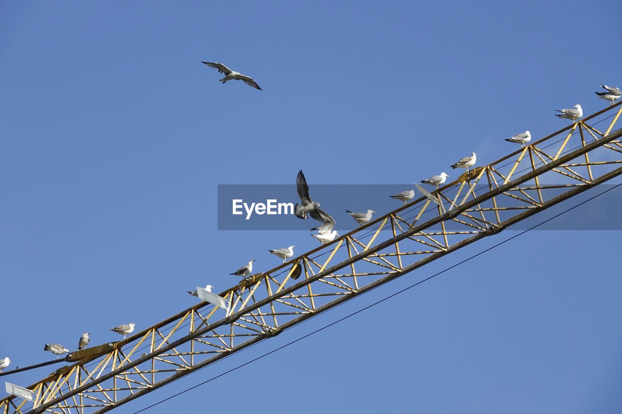 Low angle view of seagull flying against clear blue sky and perching on crane