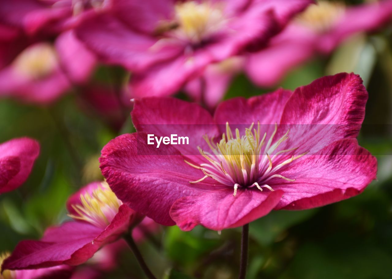 Close-up of pink flowering plant