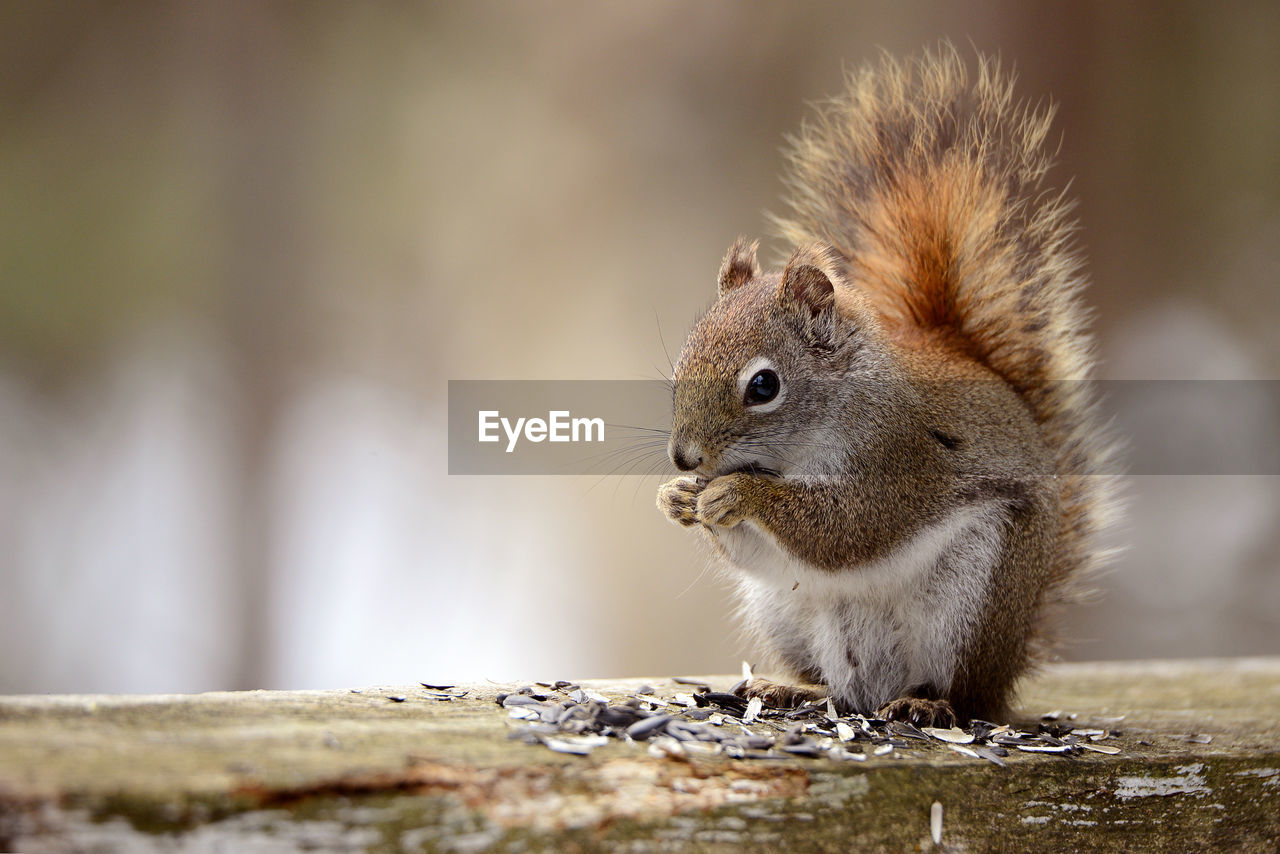 Close-up of squirrel