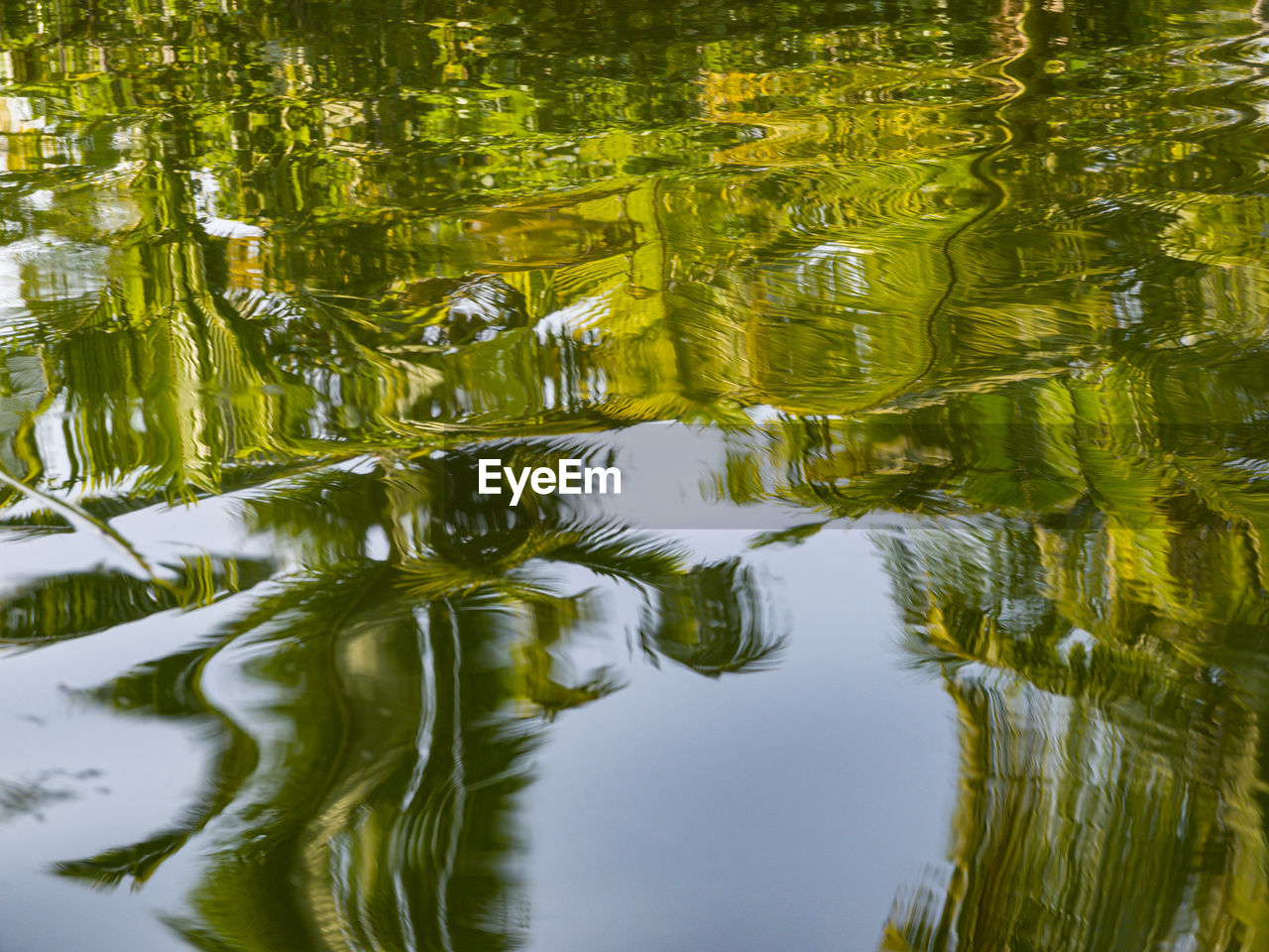 Reflection of trees in lake