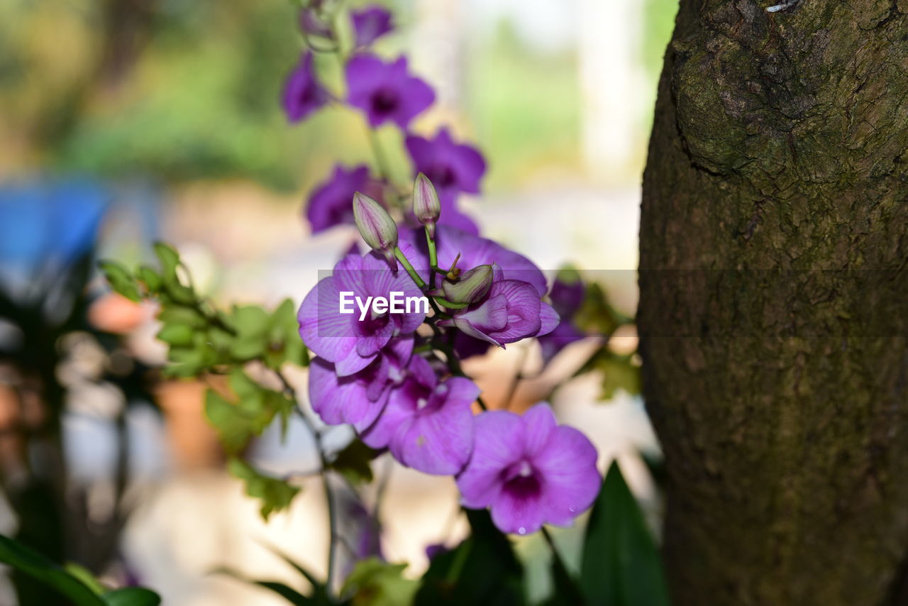 Close-up of purple flowering plant