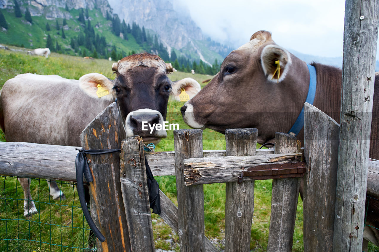 Cows on field