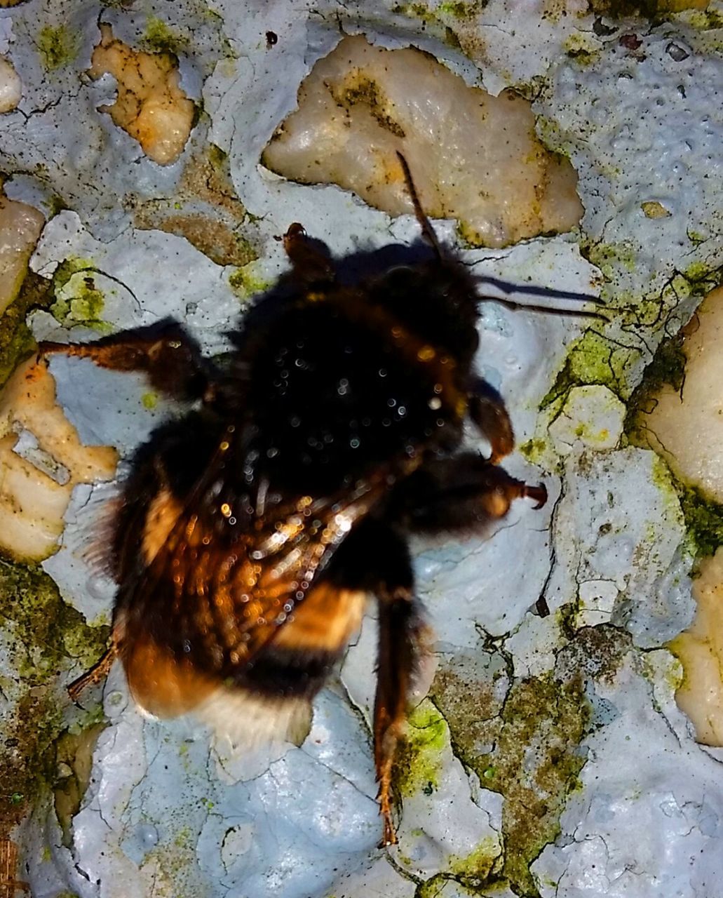 CLOSE-UP OF AN ANIMAL ON WHITE SURFACE