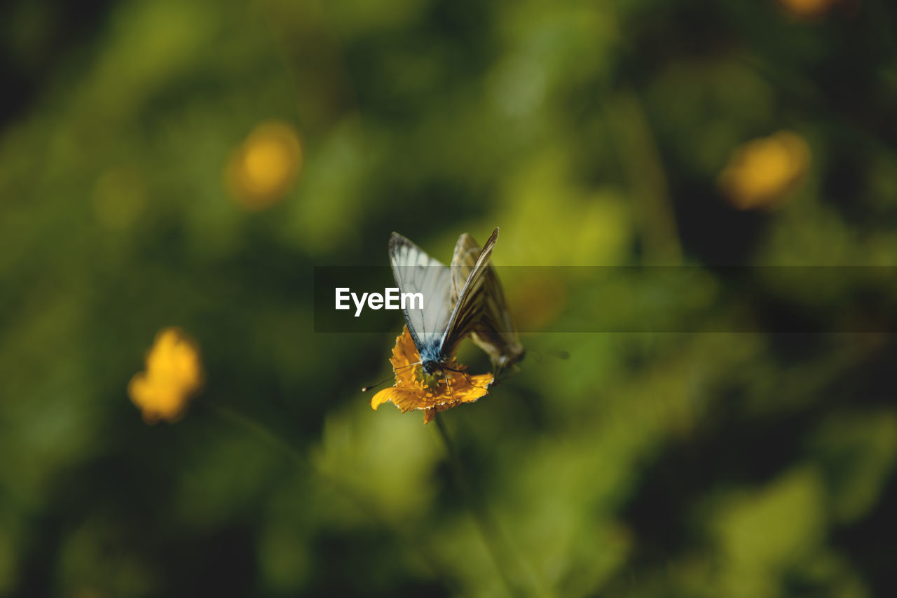 CLOSE-UP OF BUTTERFLY POLLINATING FLOWER