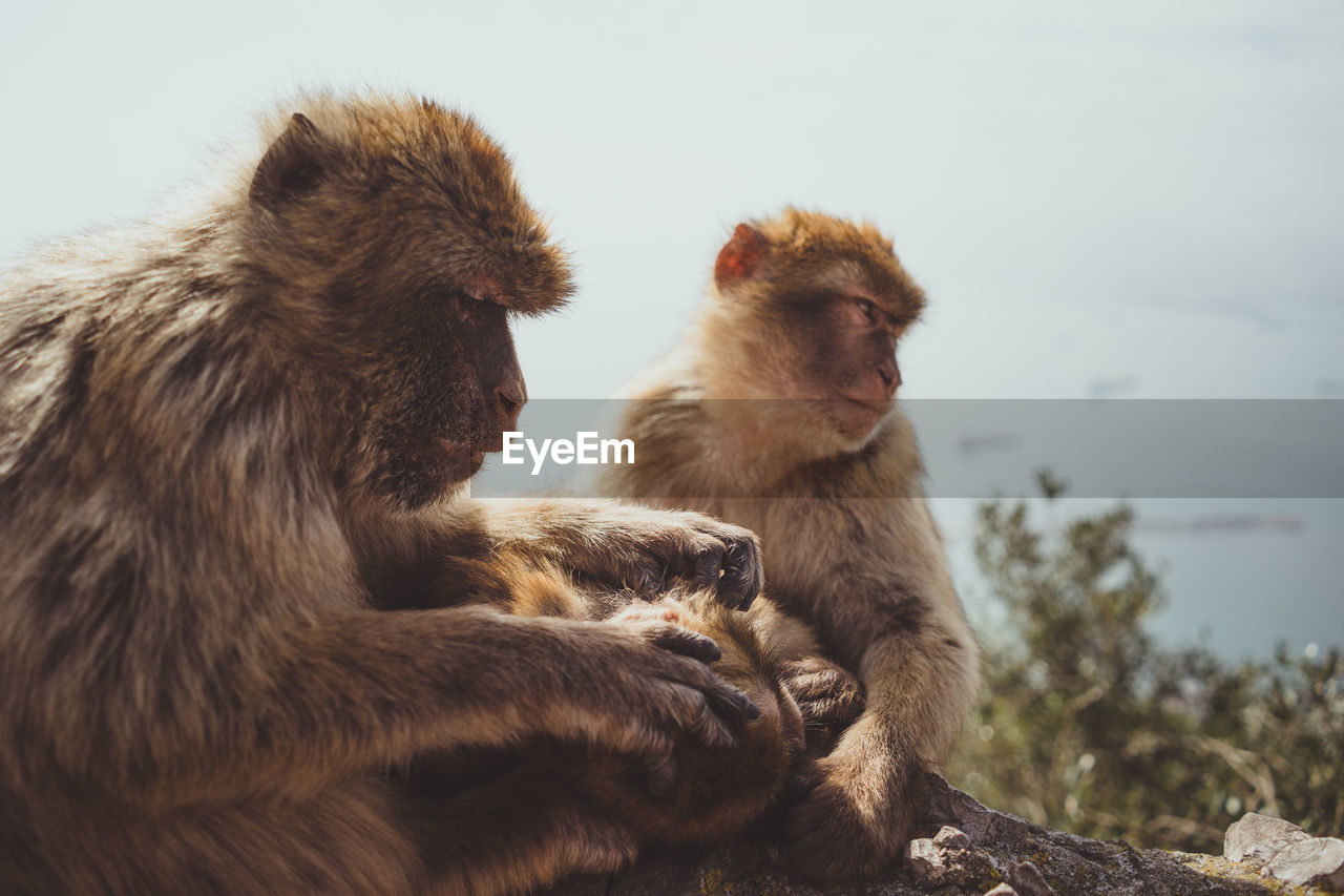 MONKEY SITTING ON STONE WALL