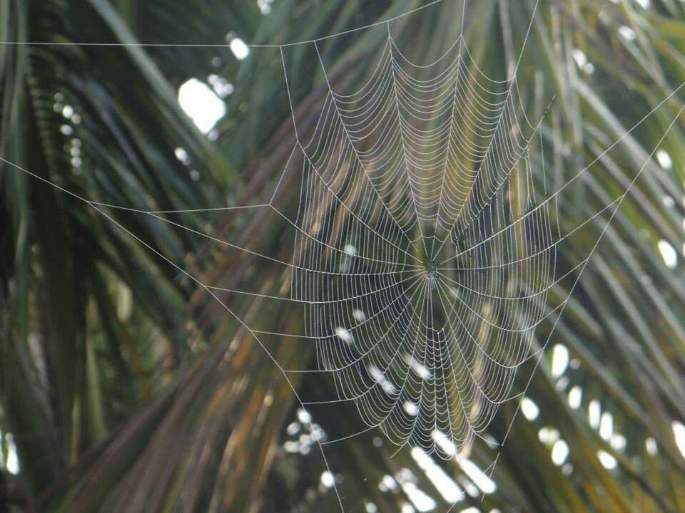 LOW ANGLE VIEW OF SPIDER WEB