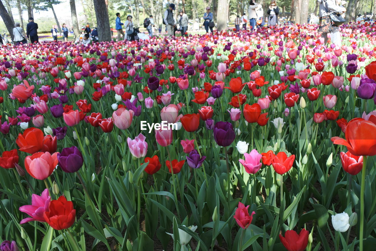 VIEW OF RED TULIPS IN PARK