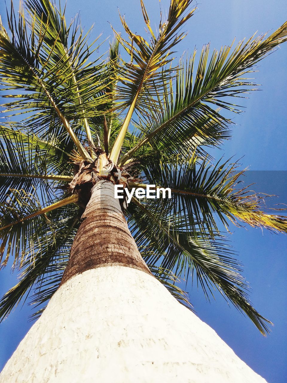 LOW ANGLE VIEW OF TREES AGAINST BLUE SKY