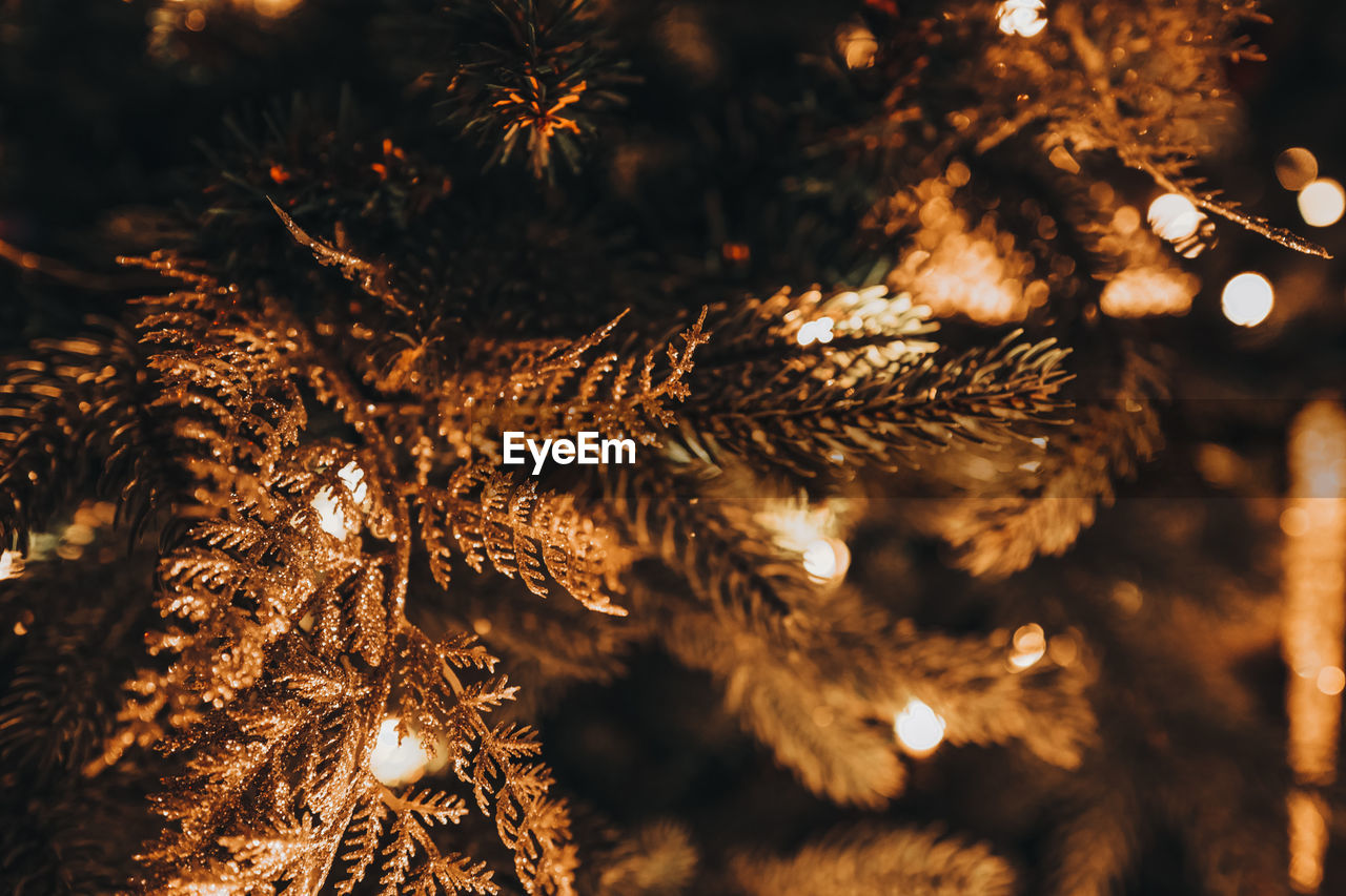 Festive background with beautiful golden bokeh lights, christmas tree fir branches, new year winter 