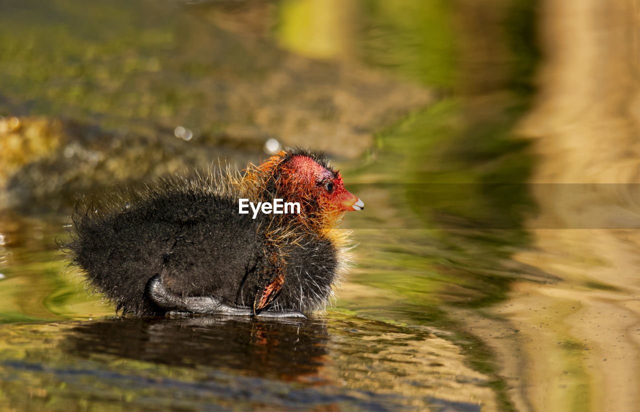 Close-up of a coot baby in a lake