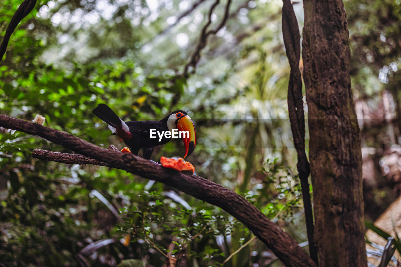 BIRD PERCHING ON BRANCH