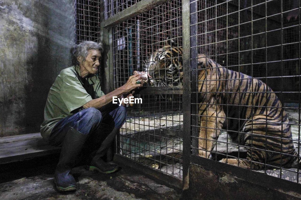 Woman feeding tiger at zoo
