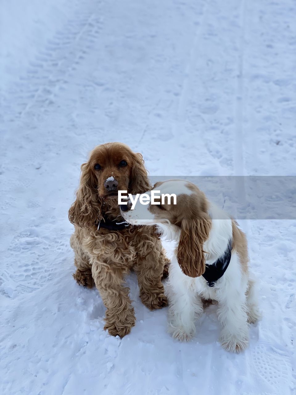 Dog sitting on snow covered land