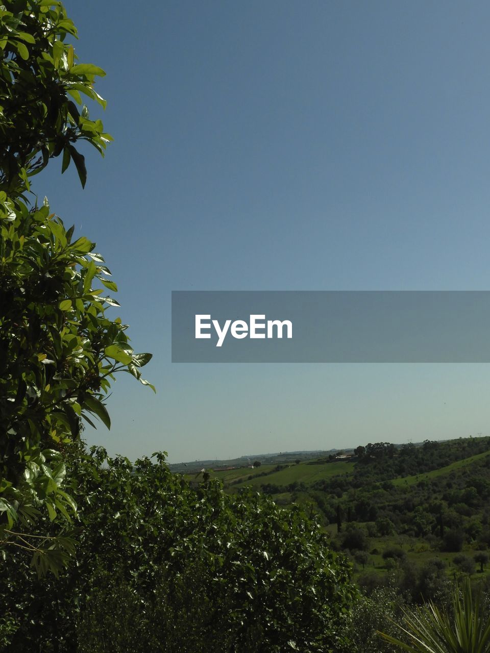 TREES ON FIELD AGAINST CLEAR SKY