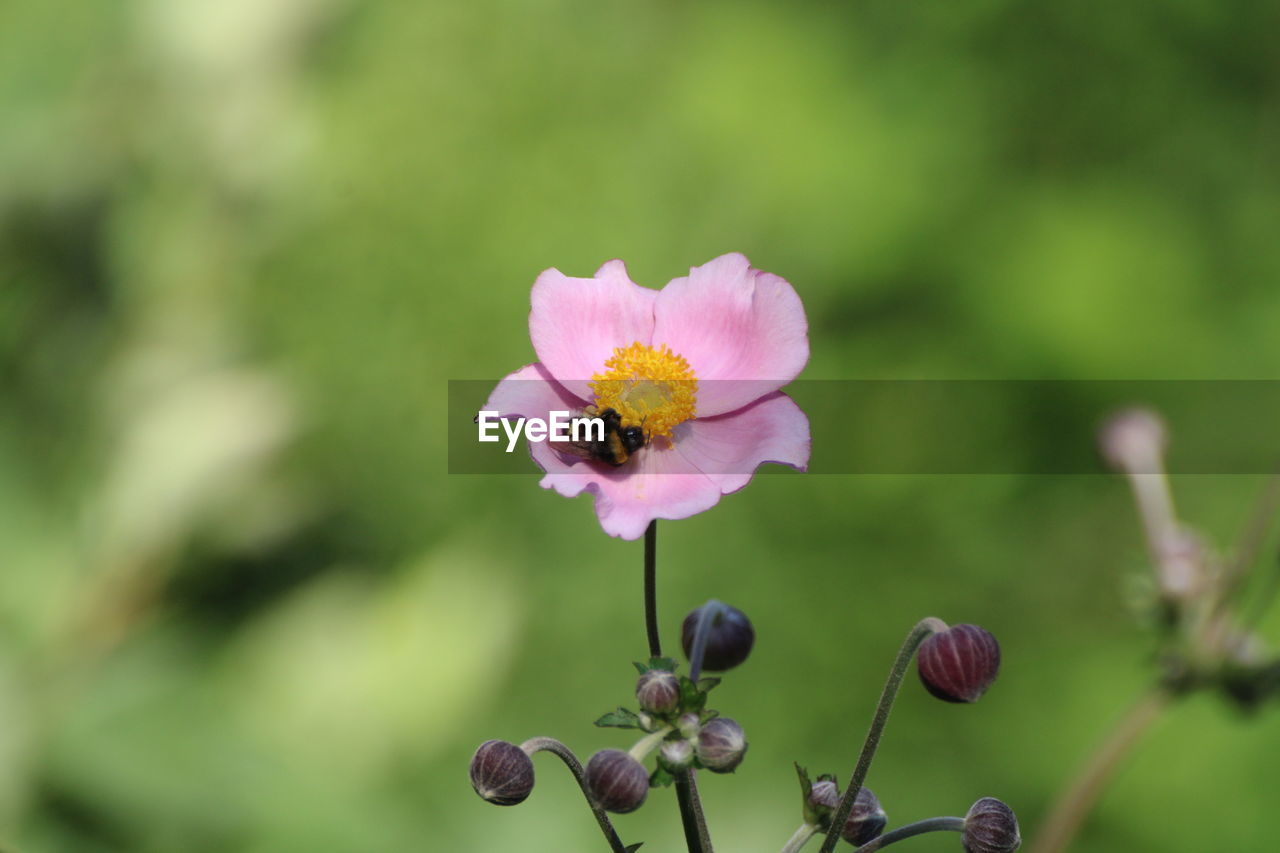 CLOSE-UP OF PINK FLOWERING PLANTS