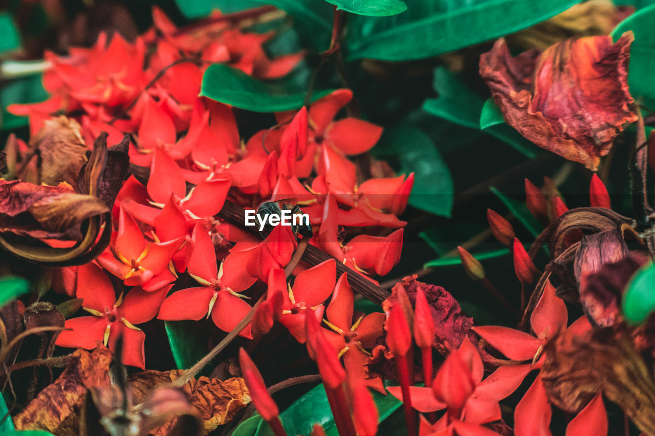 Close-up of bee pollinating on red flowers