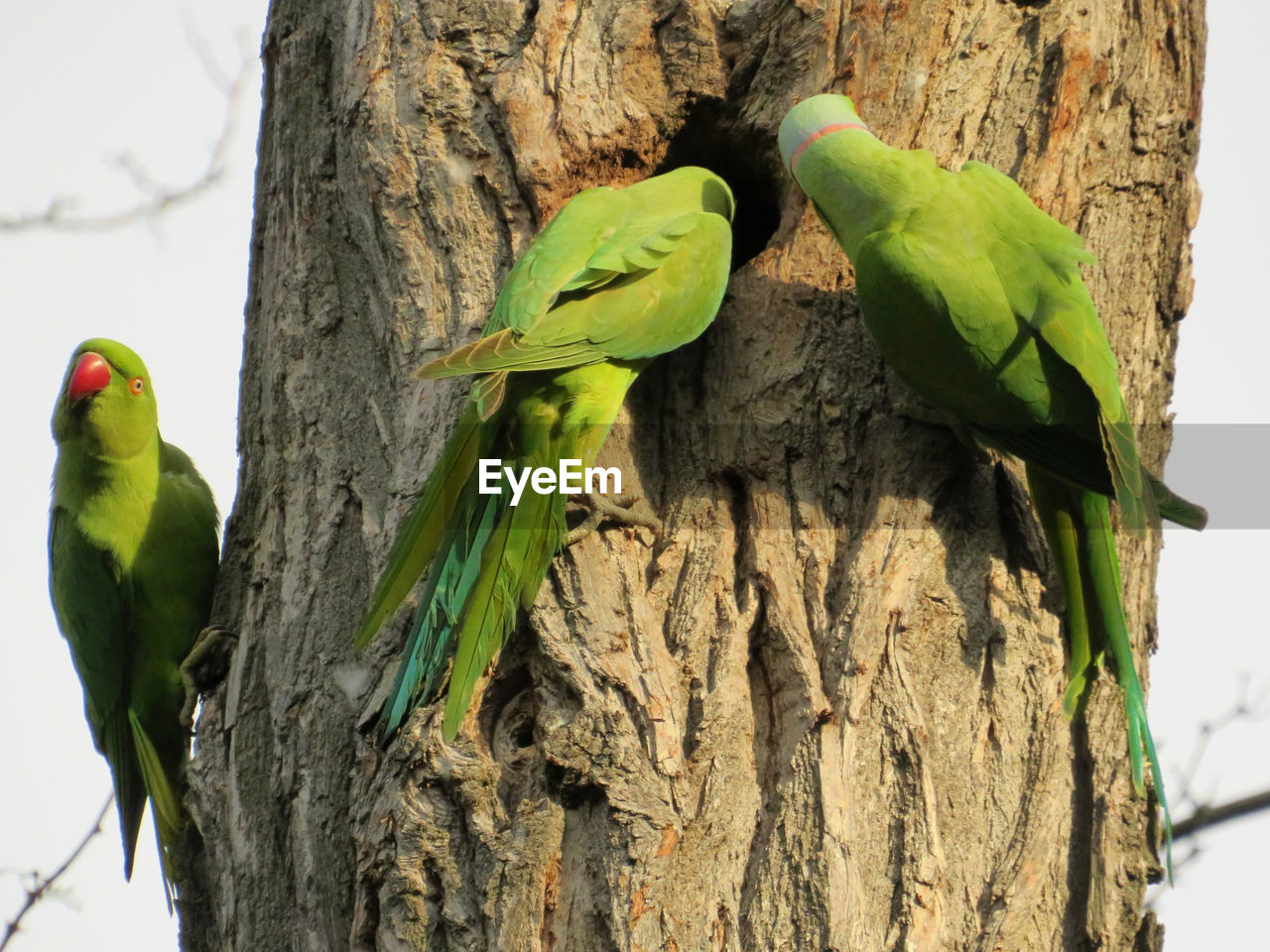 VIEW OF PARROT PERCHING ON TREE TRUNK