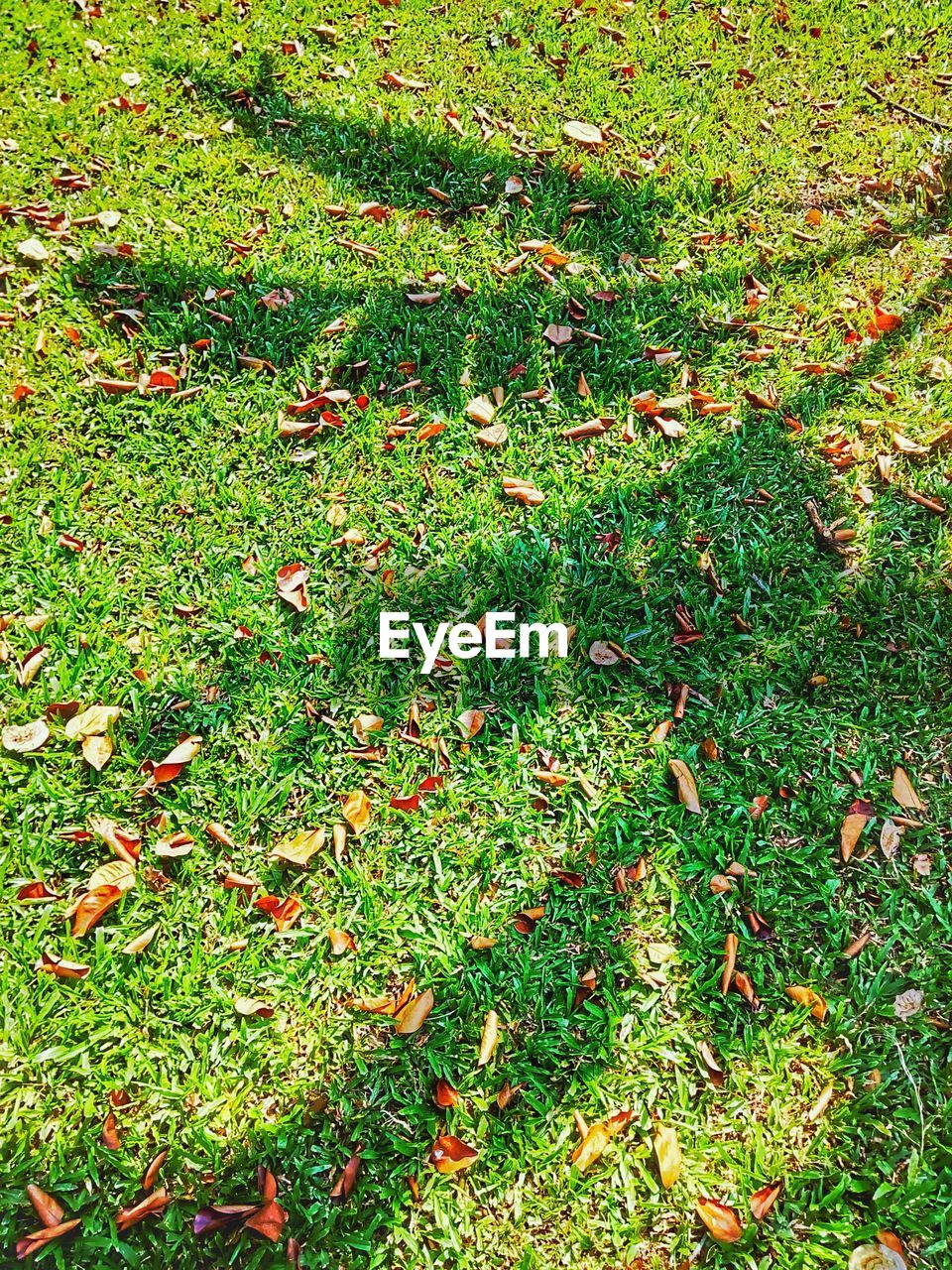 HIGH ANGLE VIEW OF TREE IN FIELD