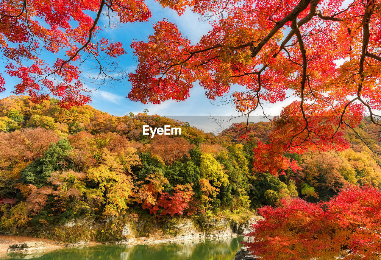 AUTUMN TREE BY LAKE