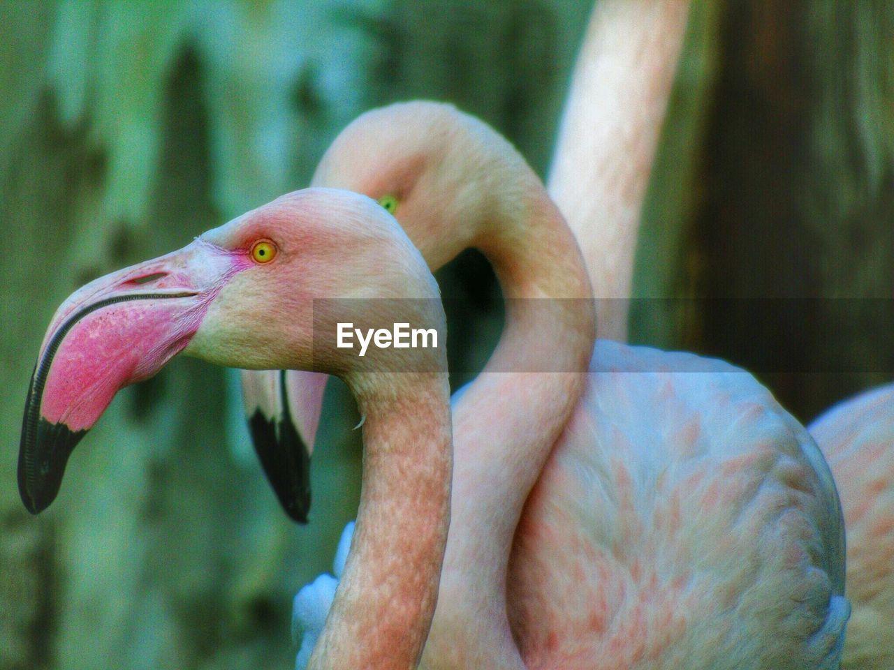 CLOSE-UP OF SWAN IN PARK