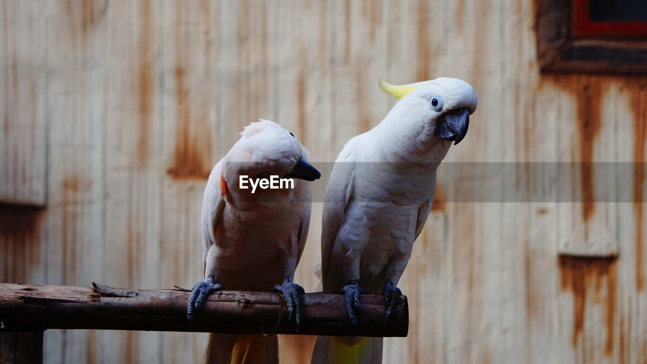 Two birds perching on wood