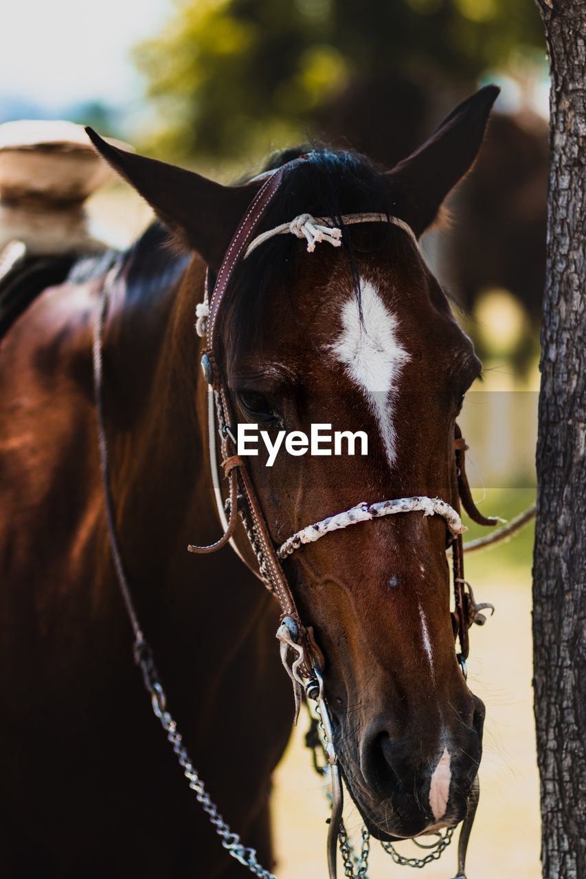 Close-up of brown horse standing outdoors