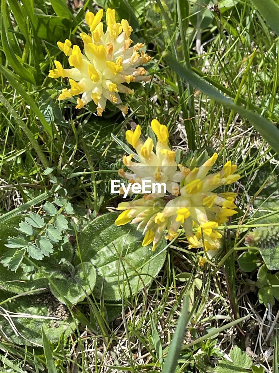 plant, growth, flowering plant, flower, beauty in nature, freshness, fragility, yellow, green, nature, close-up, flower head, petal, inflorescence, leaf, plant part, no people, high angle view, day, wildflower, outdoors, field, land, grass, botany