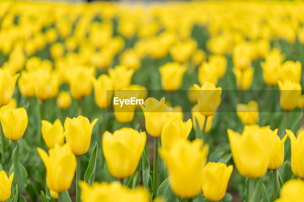 CLOSE-UP OF YELLOW FLOWERS