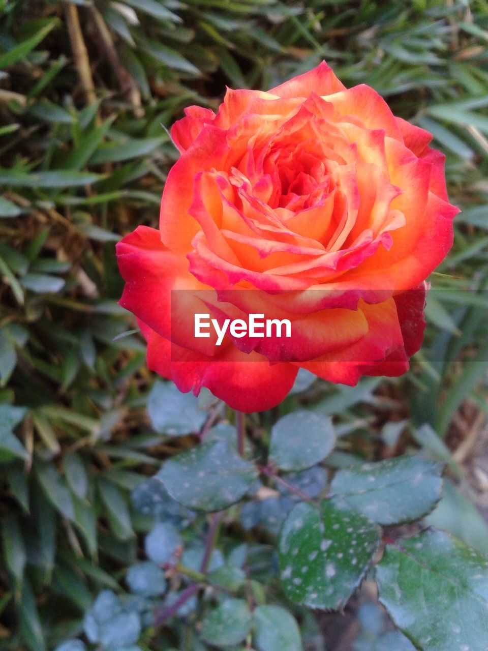 CLOSE-UP OF RED ROSES