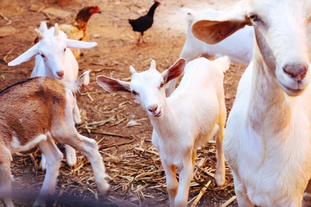Goat family at ranch