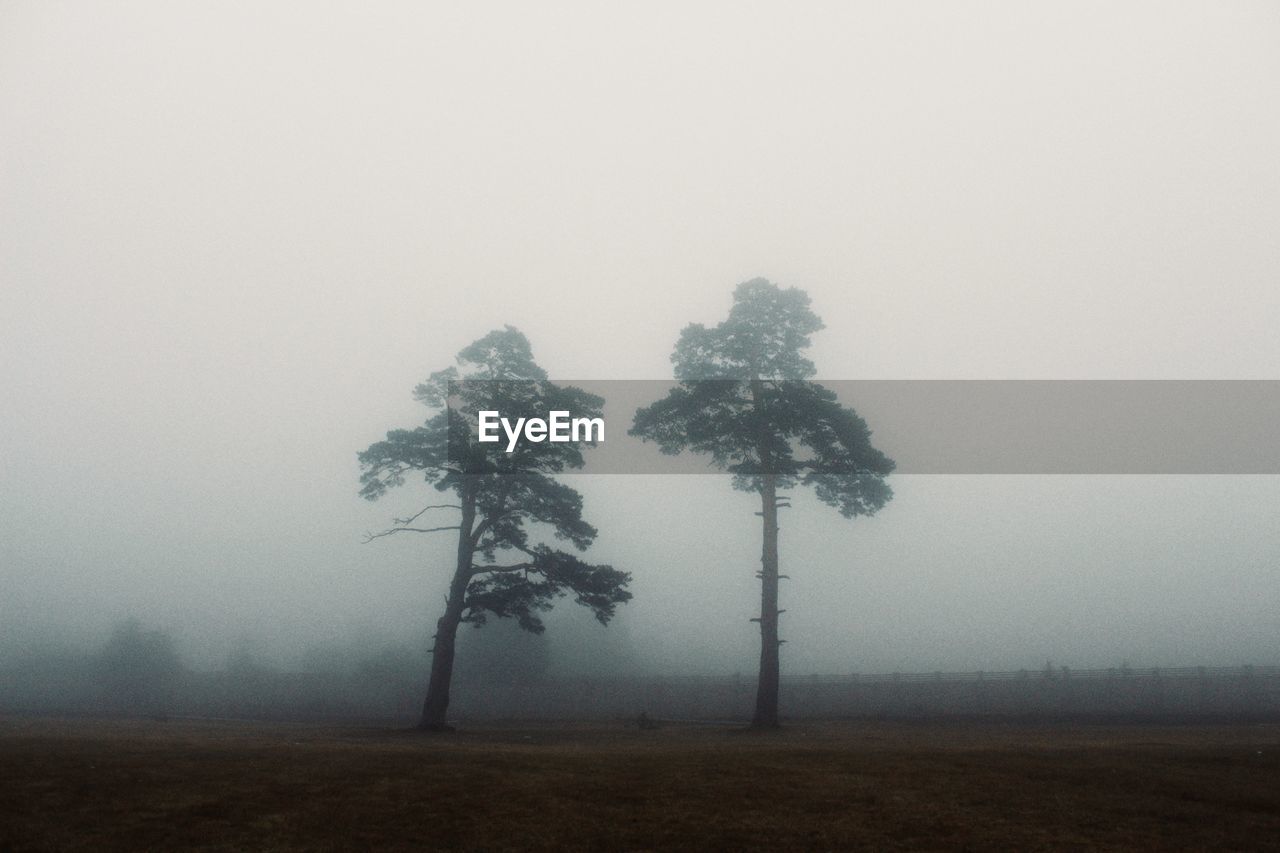 Trees on landscape in foggy weather