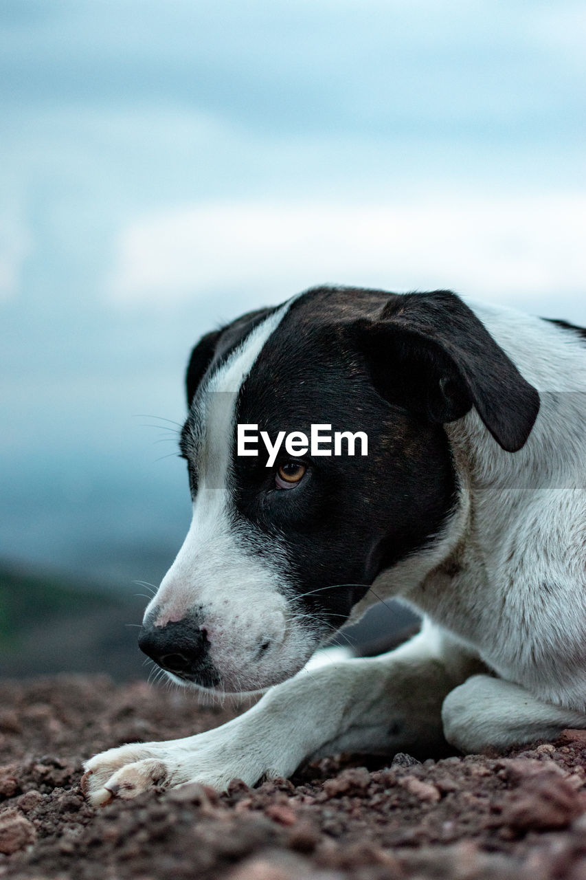 Close-up of dog looking away