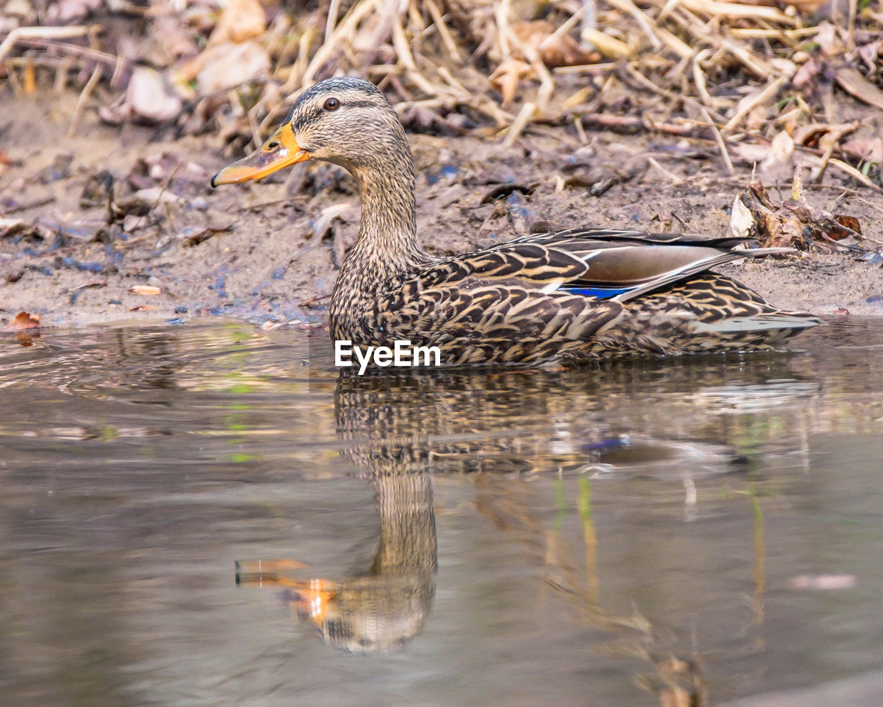 Side view of female mallard duck swimming in lake