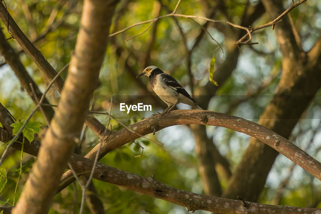 CLOSE-UP OF BIRD PERCHING ON A TREE