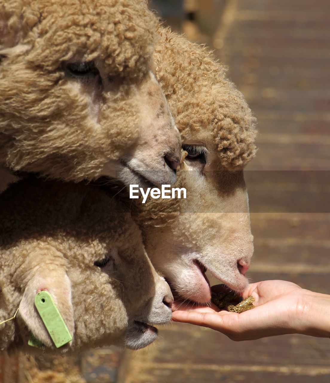 Cropped image of hand feeding sheep at farm