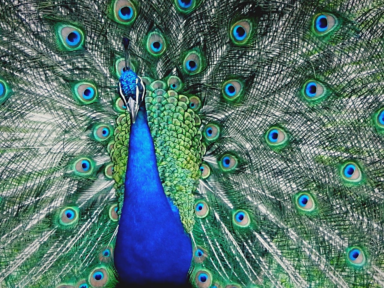 Detail shot of a peacock