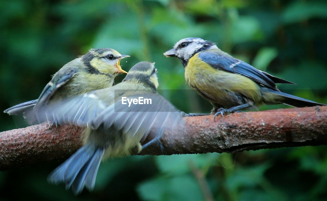 Close-up of bluetits perching on twig