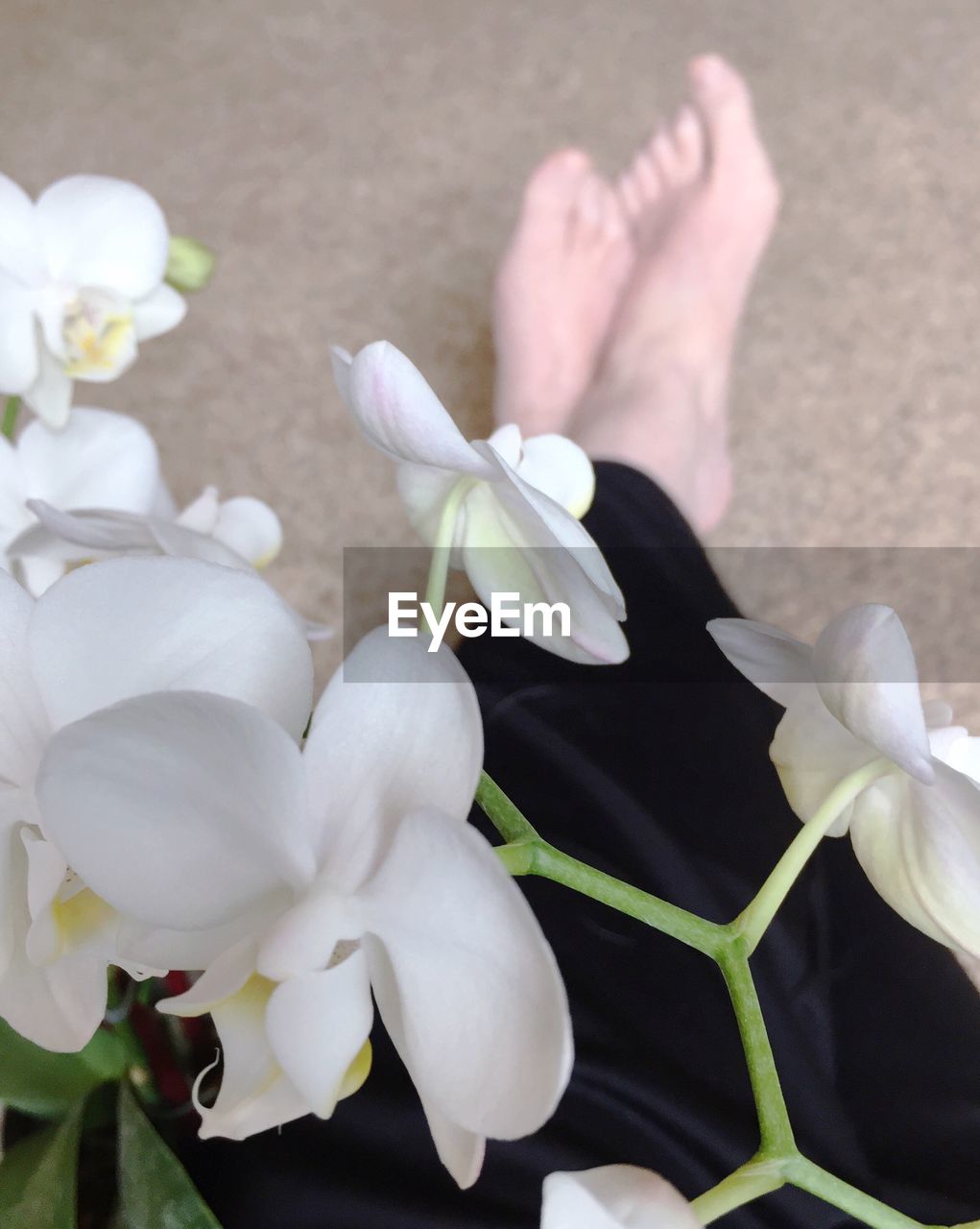 CLOSE-UP OF FLOWERS GROWING OUTDOORS