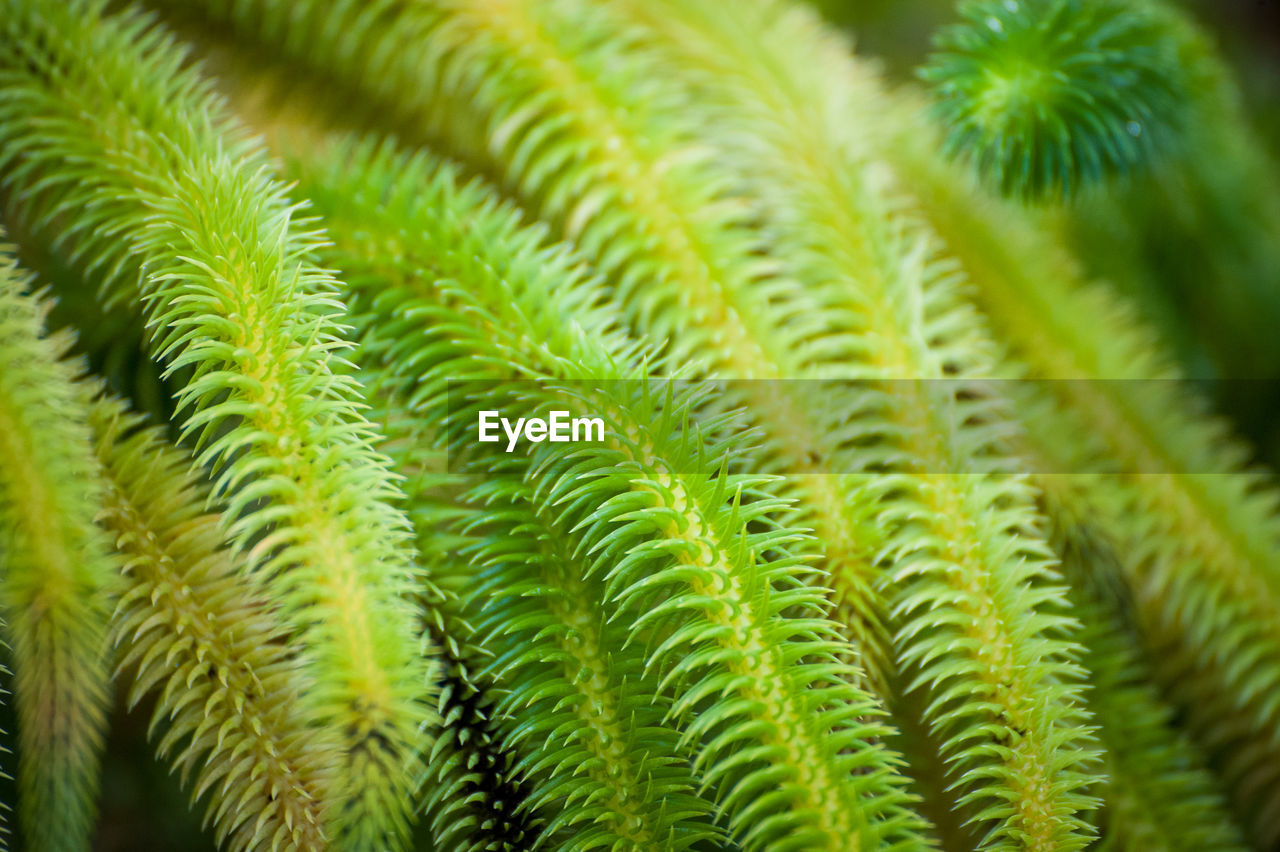 CLOSE-UP OF GREEN LEAVES