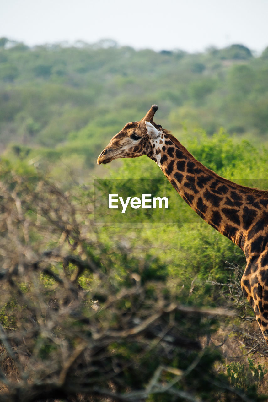 SIDE VIEW OF GIRAFFE ON A LAND